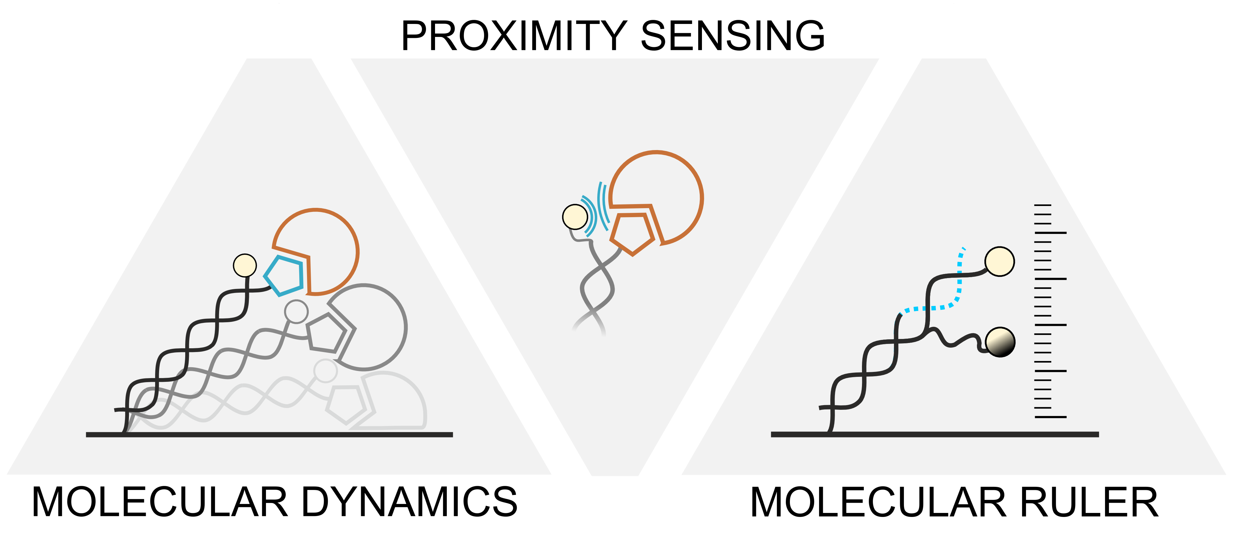 switchSENSE Dynamic Biosensors