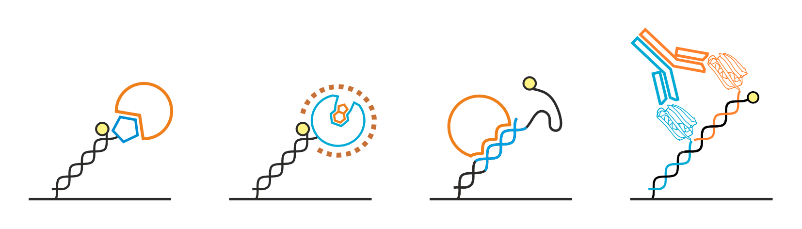 Dynamic Biosensors | smart molecular and biophysical analysis
