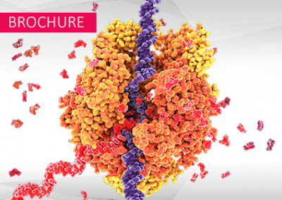 Molecular interactions with nucleic acids: Studying nucleic acid binding molecules with switchSENSE®
